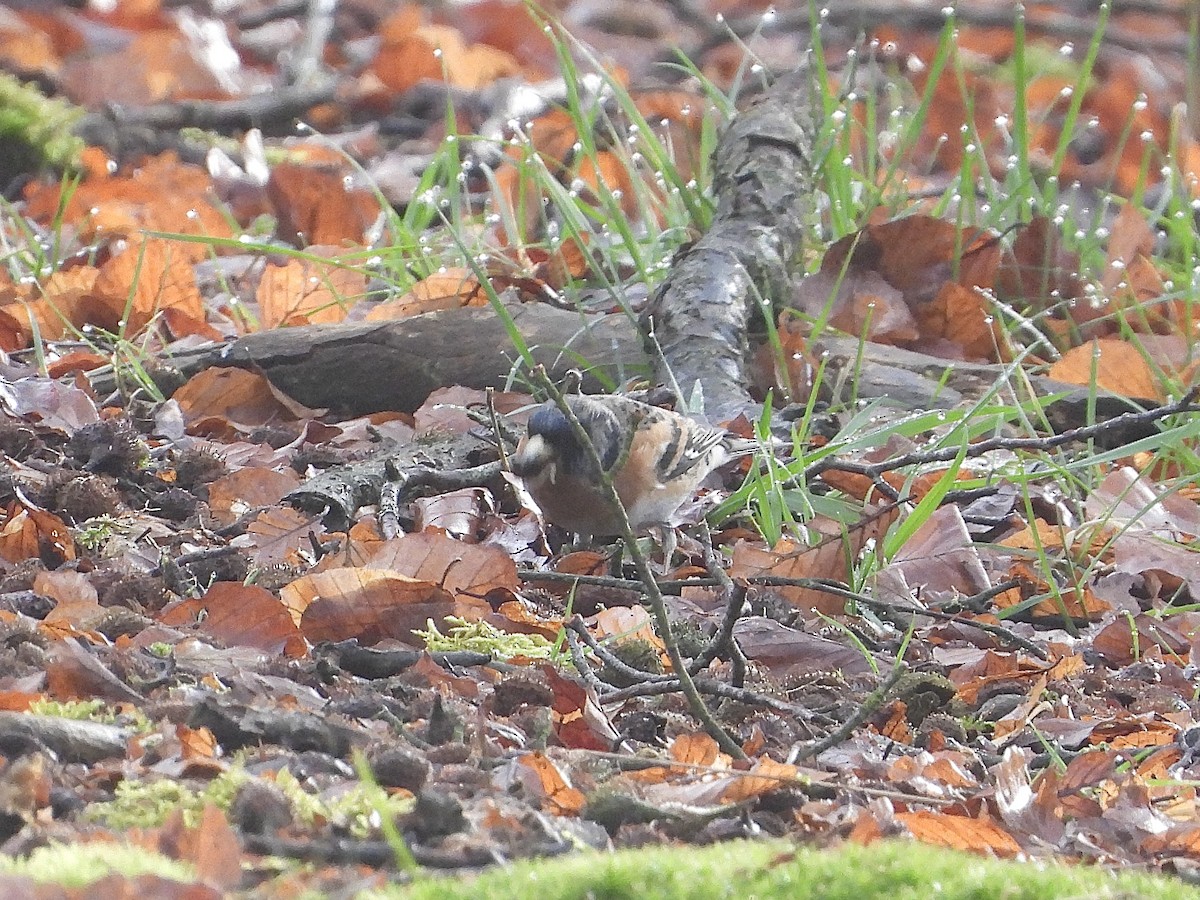 Brambling - ML631405759