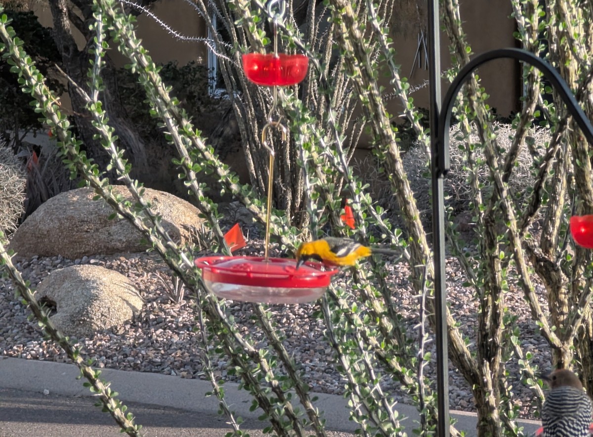 Hooded Oriole - ML631405781