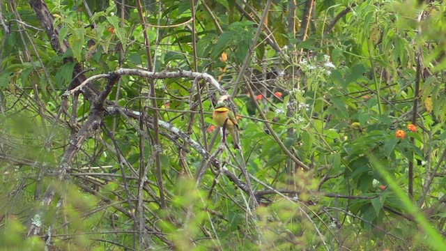 Little Bee-eater - ML631405798