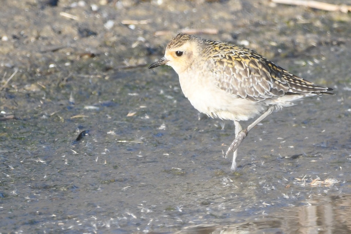 Pacific Golden-Plover - ML631405834