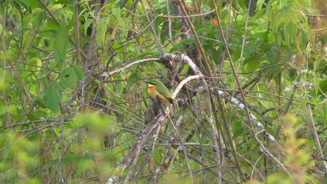 Little Bee-eater - ML631405932