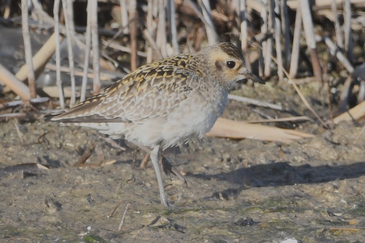 Pacific Golden-Plover - ML631406146
