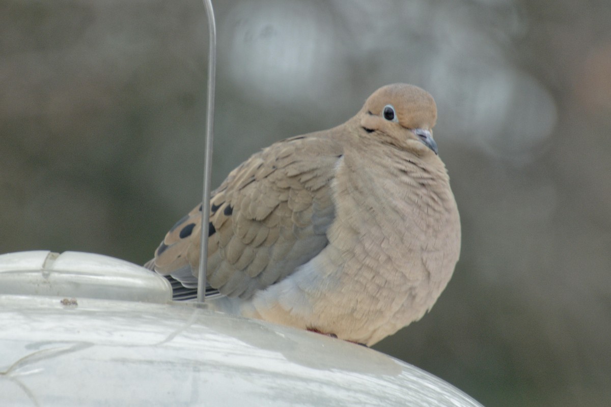 Mourning Dove - ML631406189