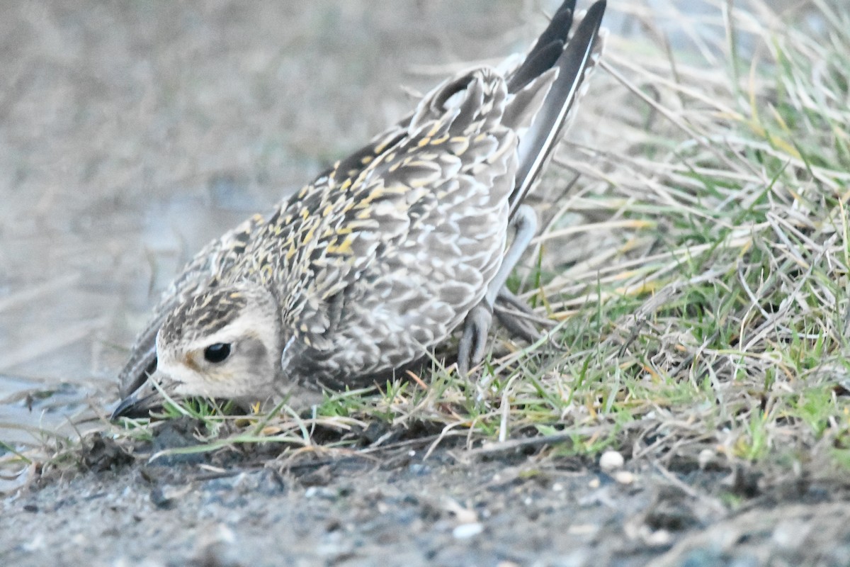 Pacific Golden-Plover - ML631406190