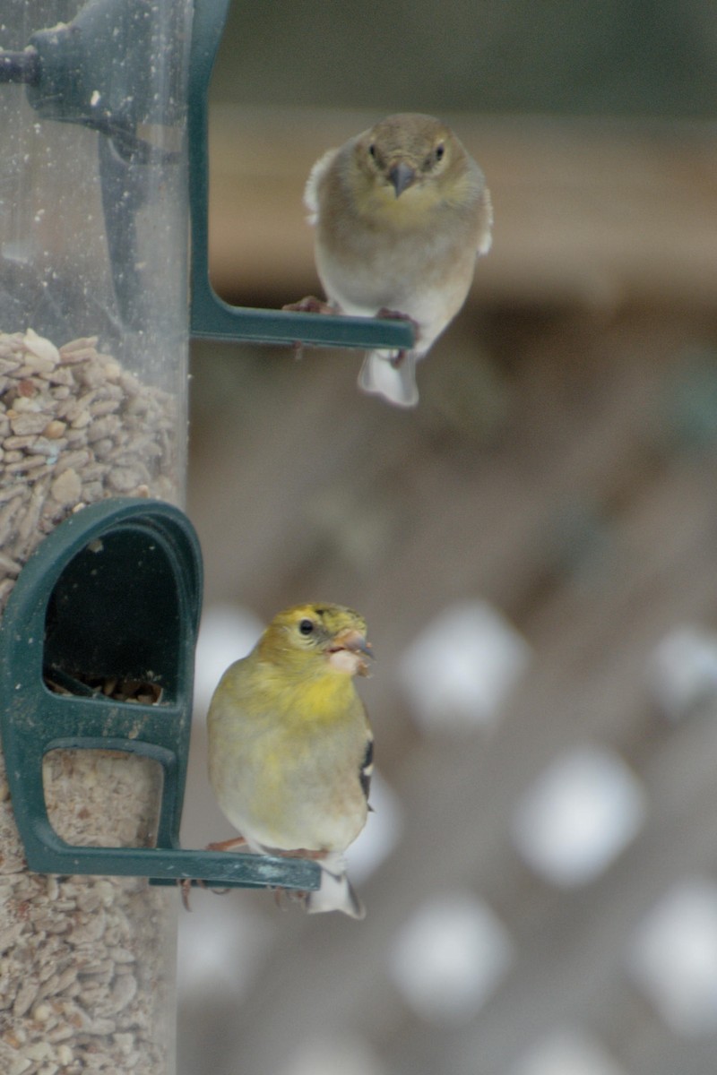 American Goldfinch - ML631406197