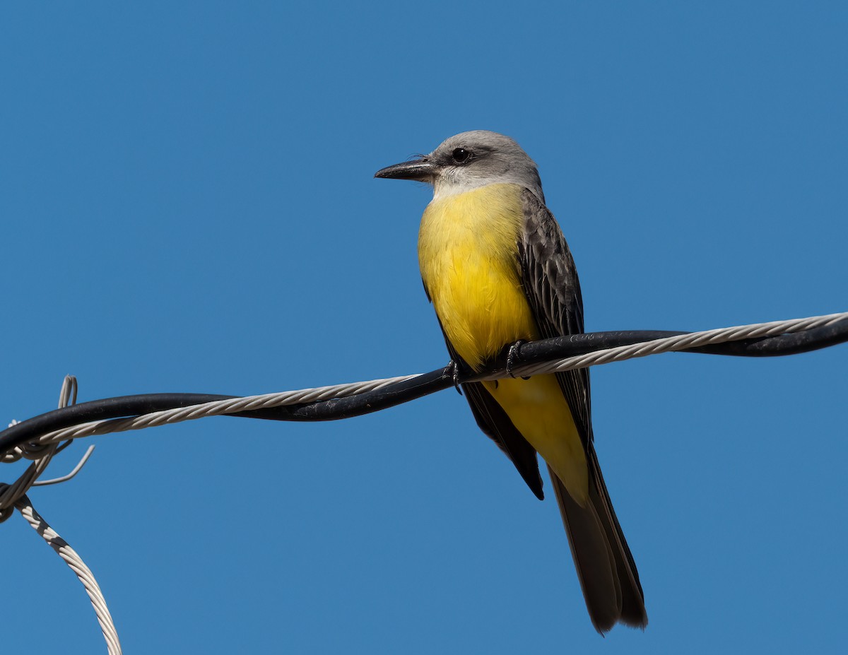 Tropical Kingbird - ML631406200