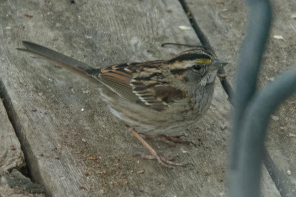 White-throated Sparrow - ML631406203