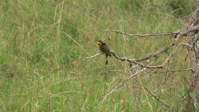 Little Bee-eater - ML631406284