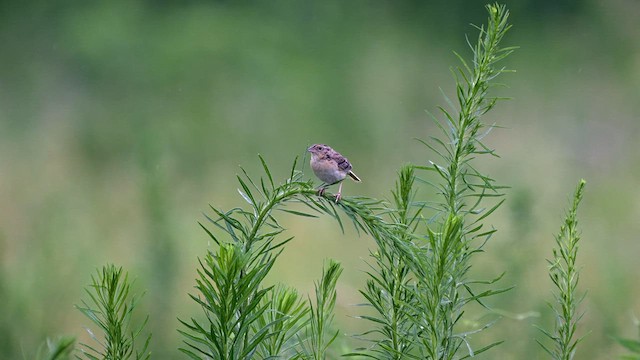 Grasshopper Sparrow - ML631406304