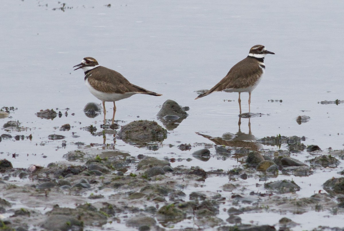 Killdeer - ML631406361