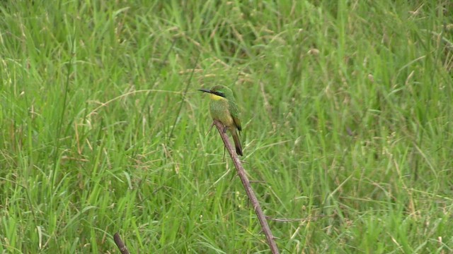 Little Bee-eater - ML631406467