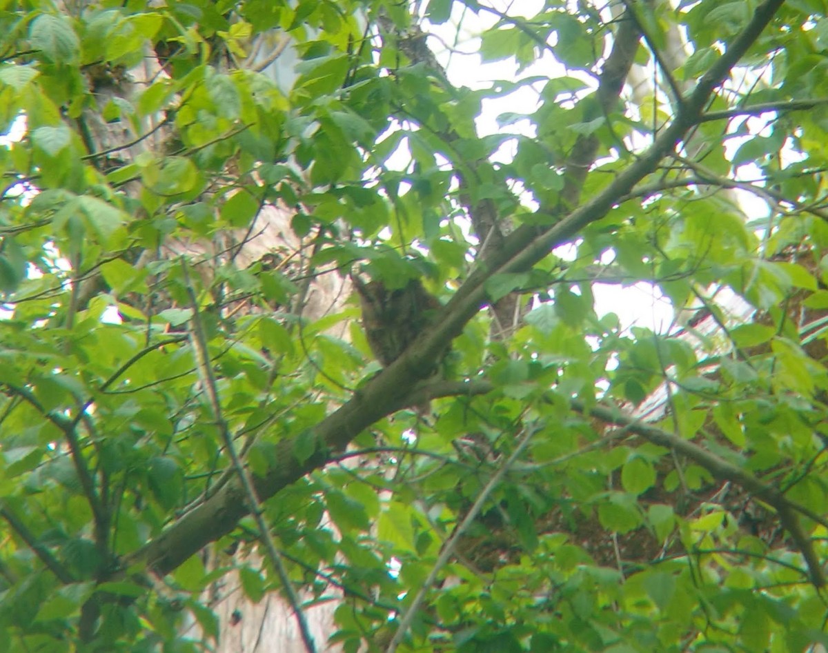Eastern Screech-Owl - ML631406482