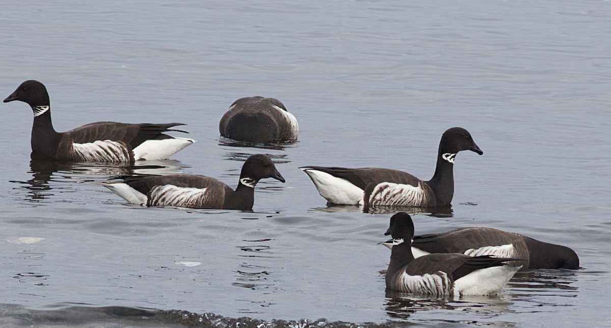 黑雁 - ML631406509