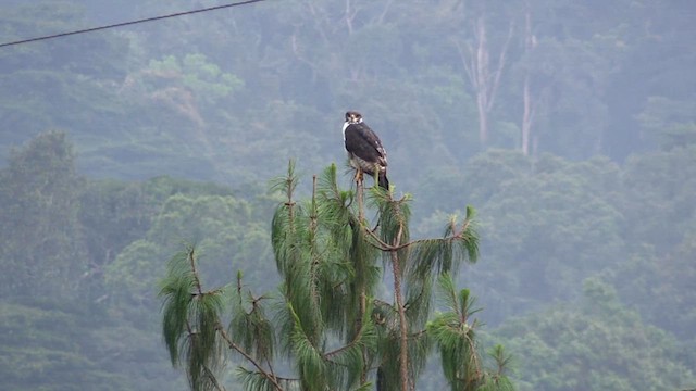 Augur Buzzard - ML631406738