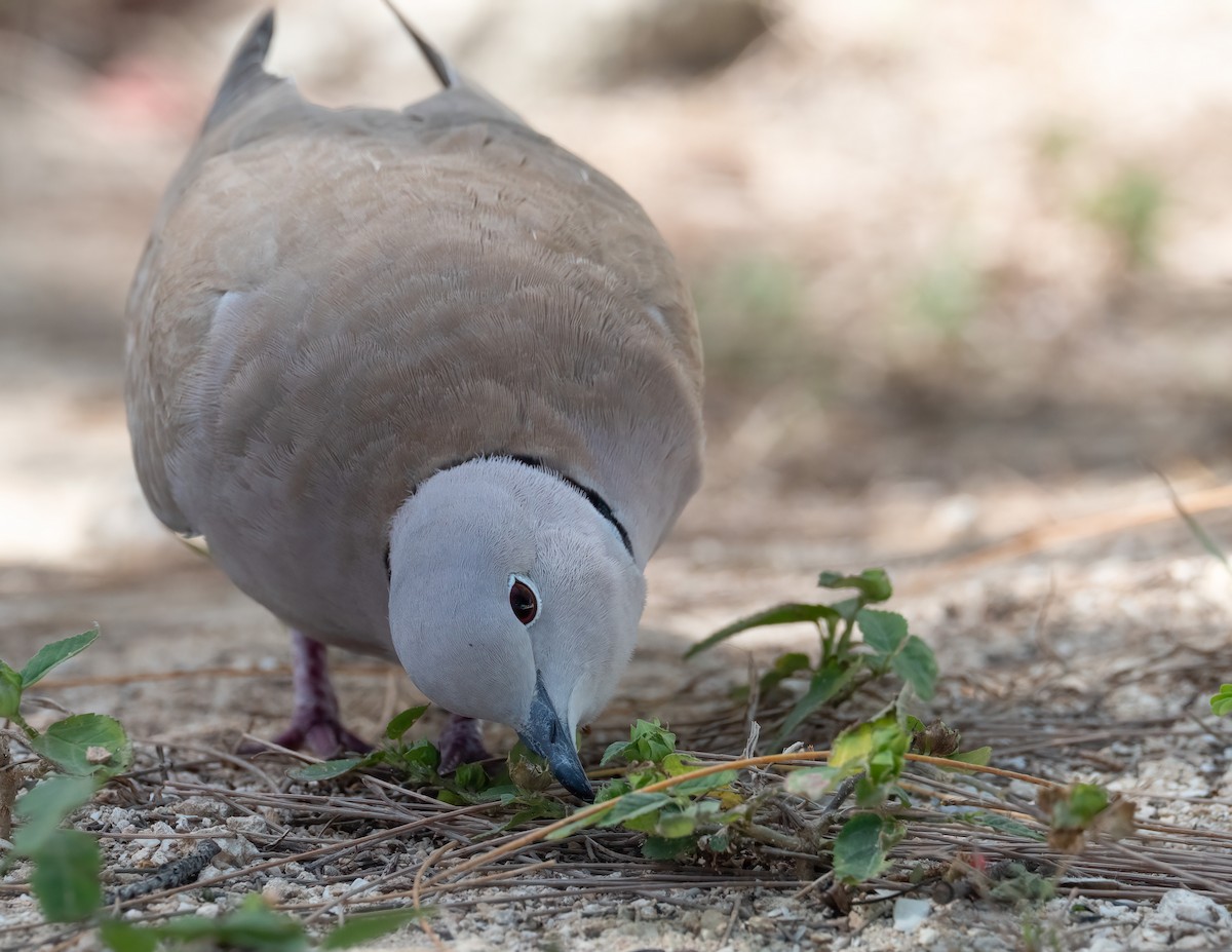 Eurasian Collared-Dove - ML631406831