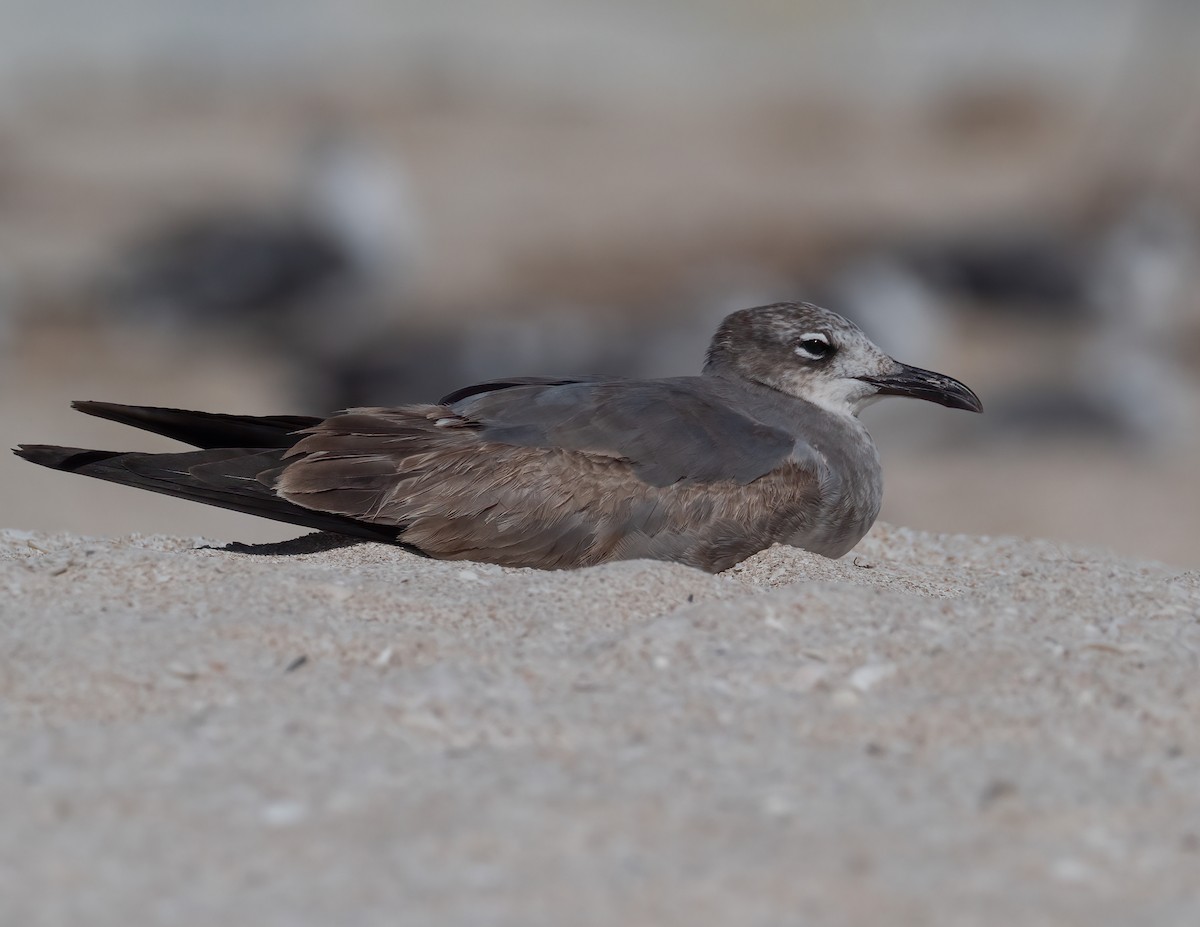 Laughing Gull - ML631406839
