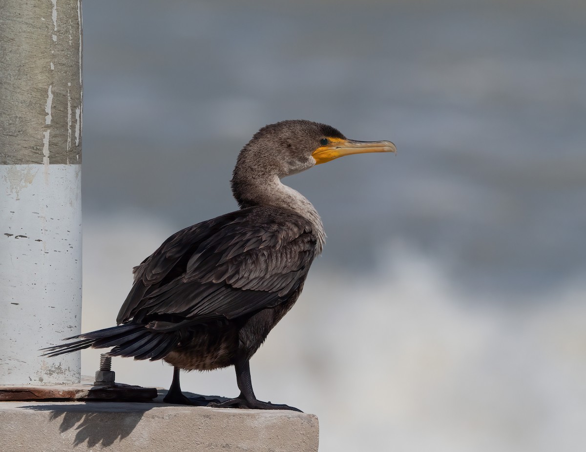 Double-crested Cormorant - ML631406847