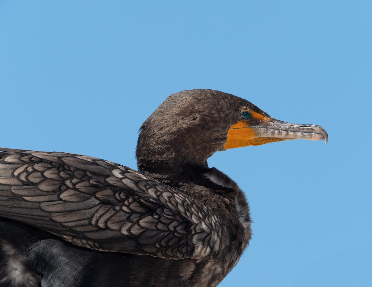 Double-crested Cormorant - ML631406848