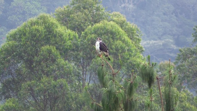 Augur Buzzard - ML631406898