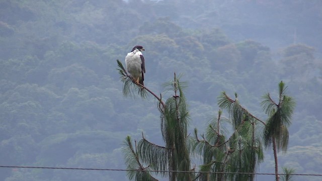 Augur Buzzard - ML631406973