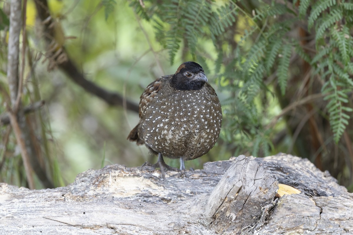Black-fronted Wood-Quail - ML631407031