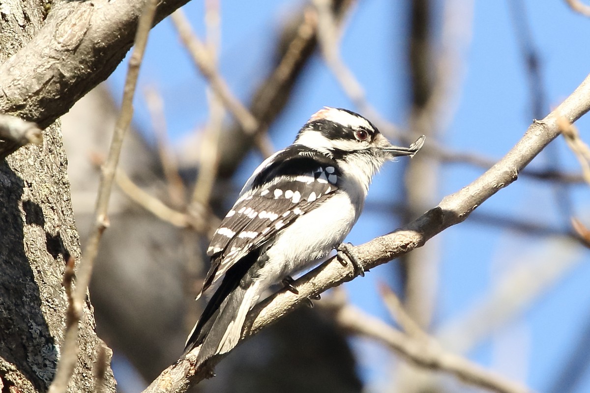 Downy Woodpecker - ML631407183