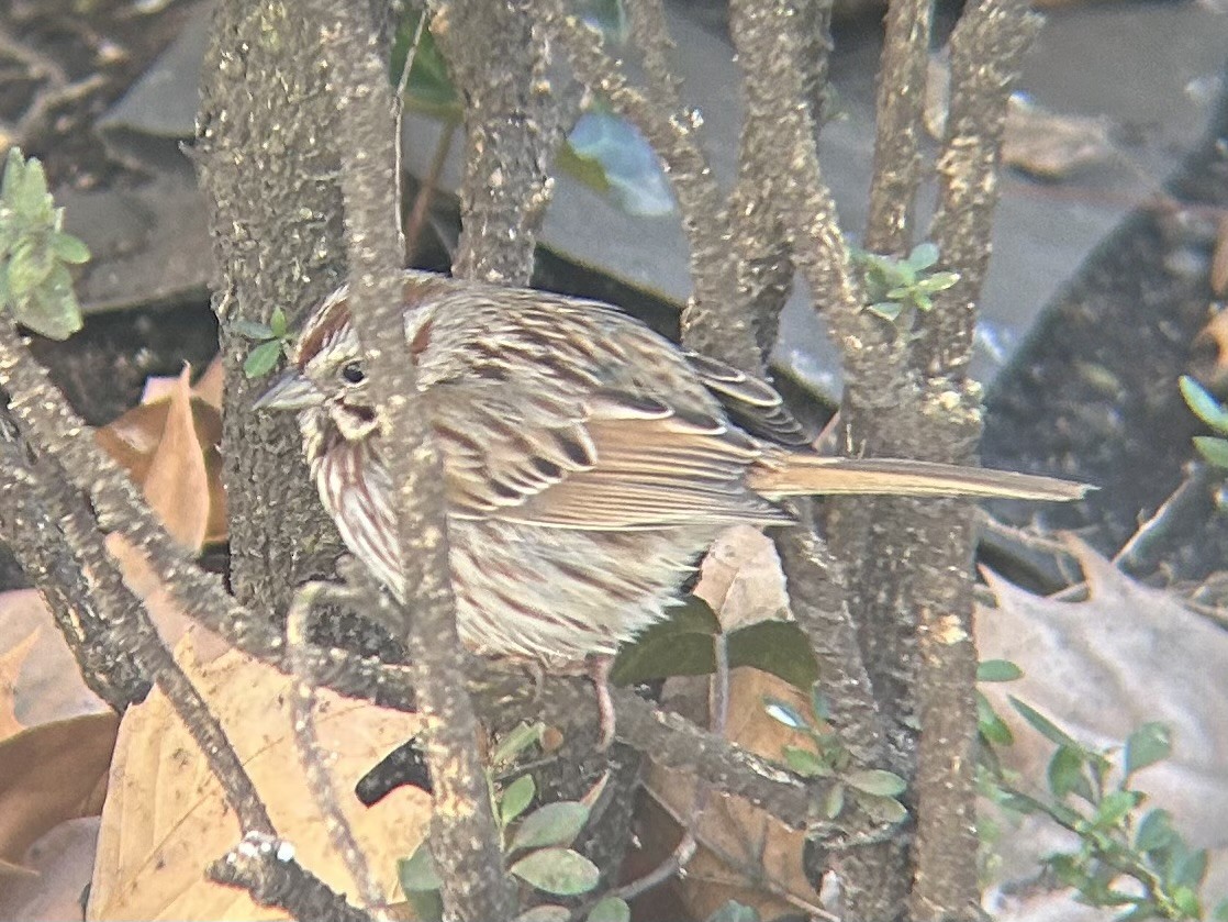 Song Sparrow - ML631407298