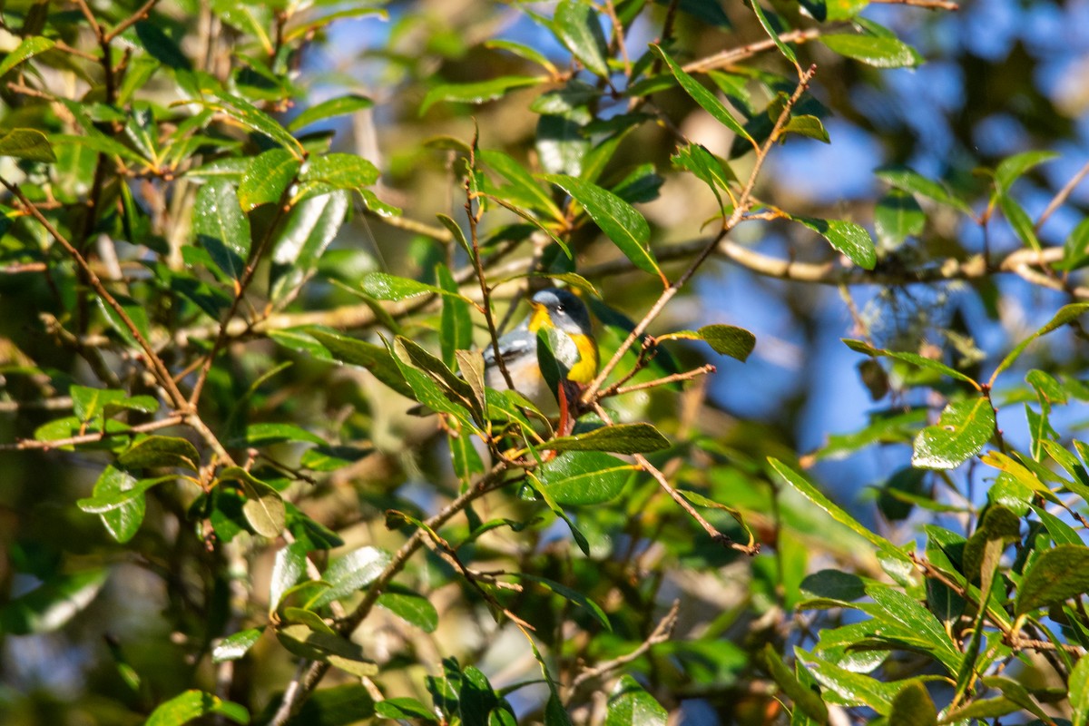 Northern Parula - ML631407304