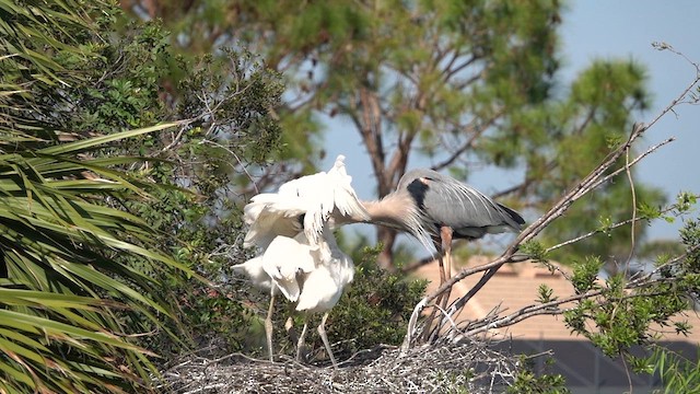 Great Blue Heron - ML631407354