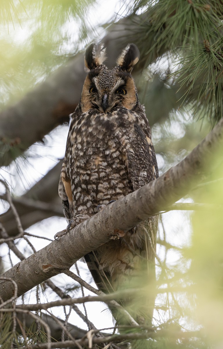 Long-eared Owl - ML631407413