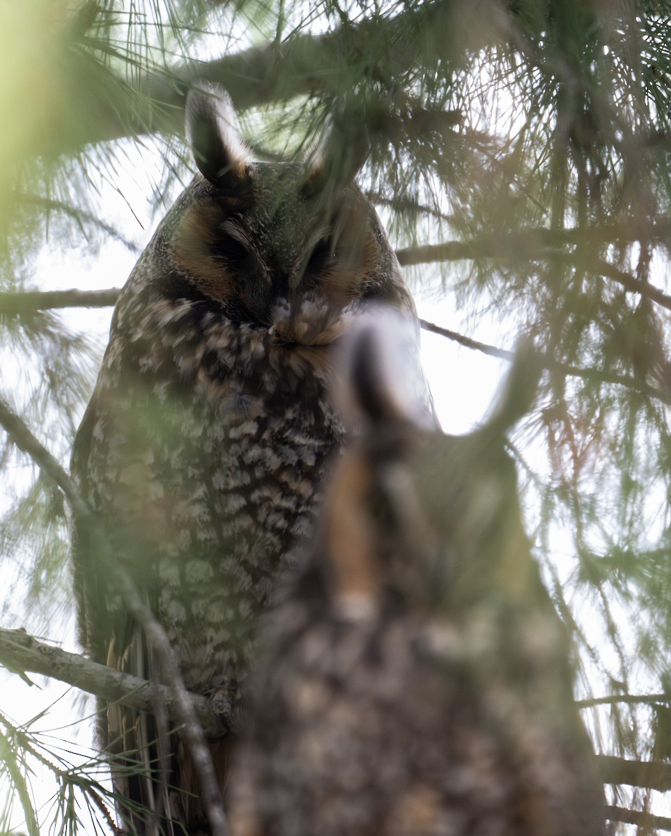 Long-eared Owl - ML631407425