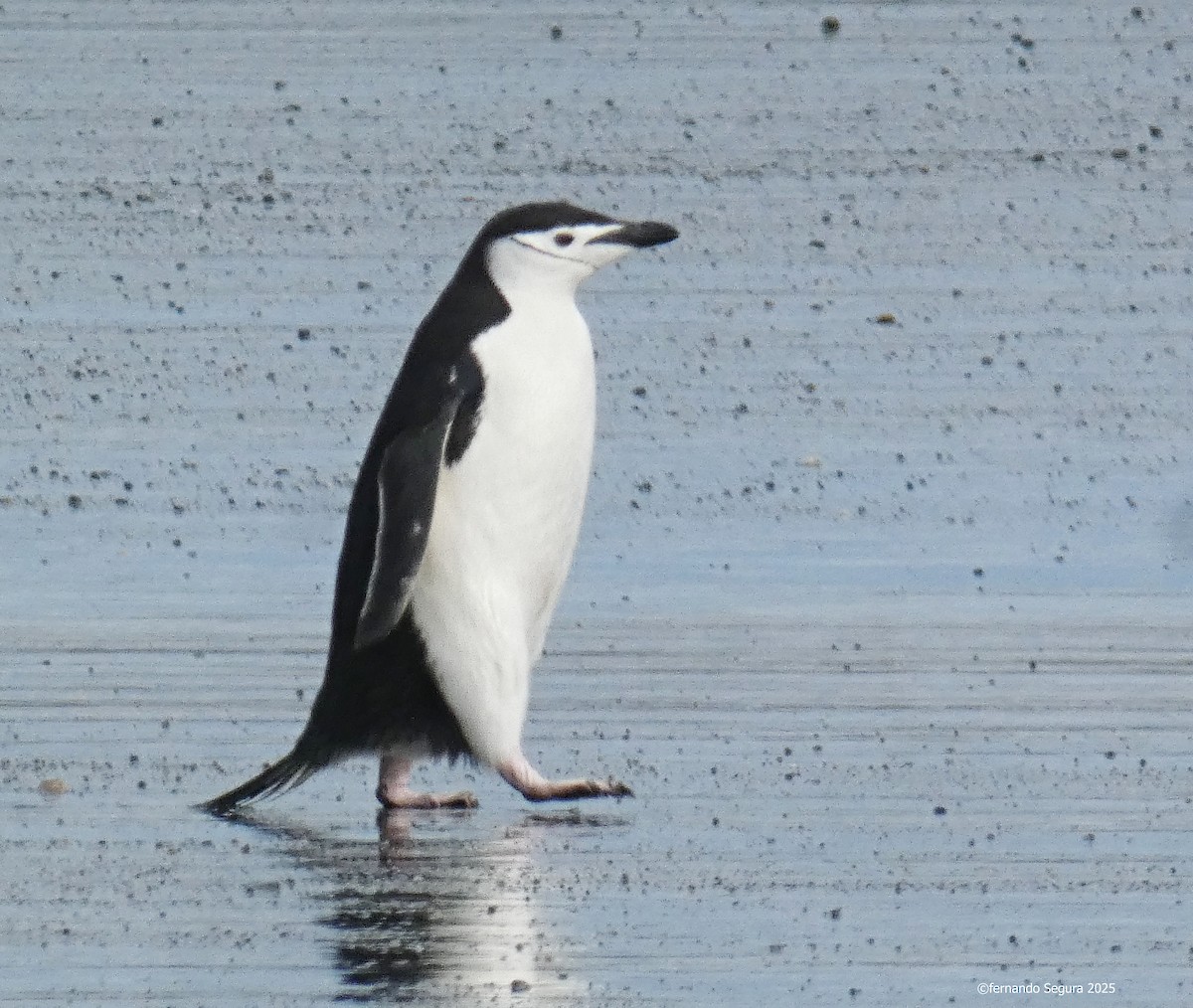 Chinstrap Penguin - ML631407467