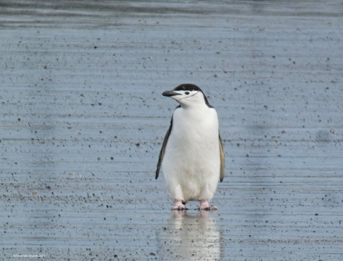 Chinstrap Penguin - ML631407469