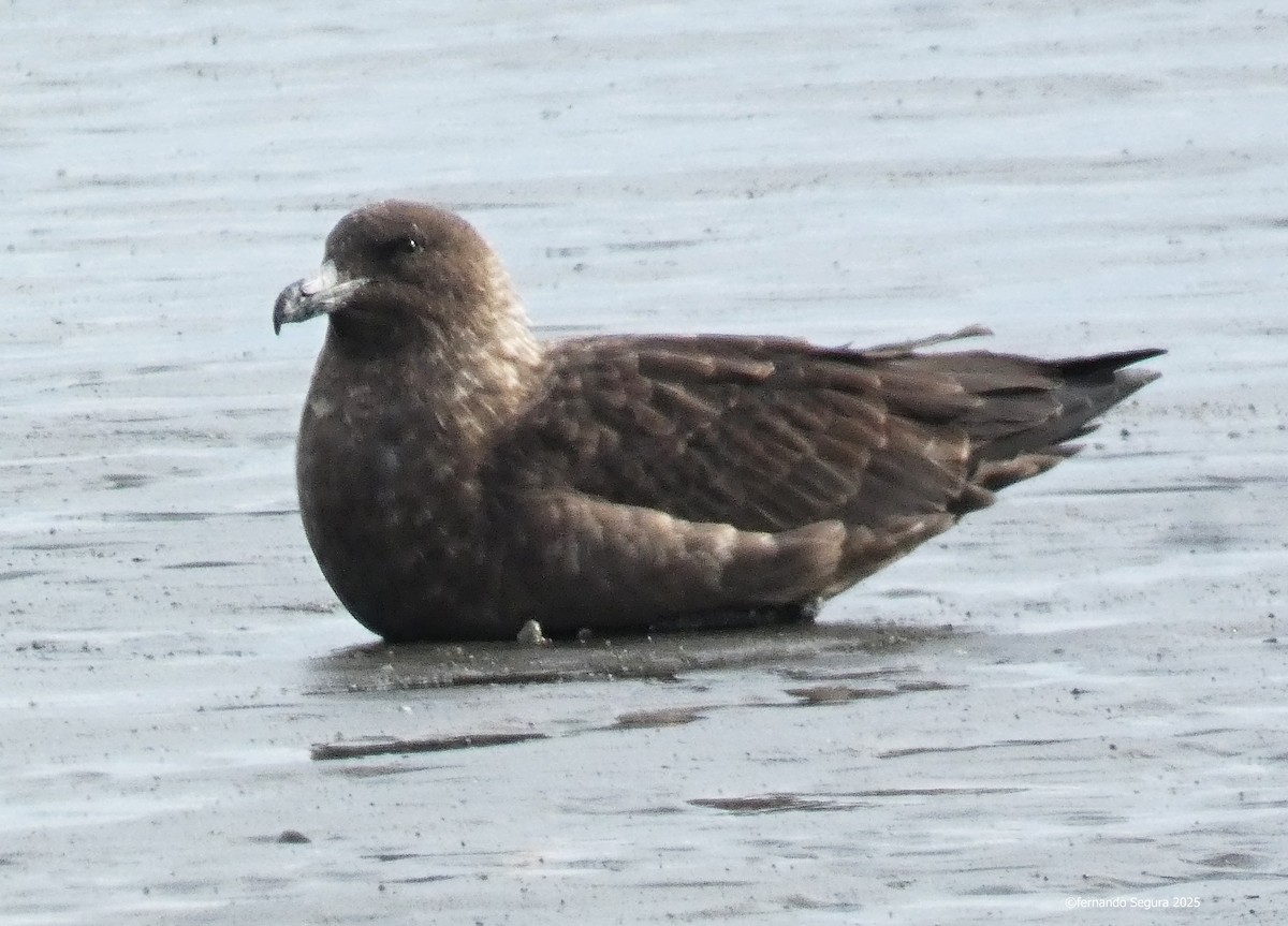 Brown Skua - ML631407509