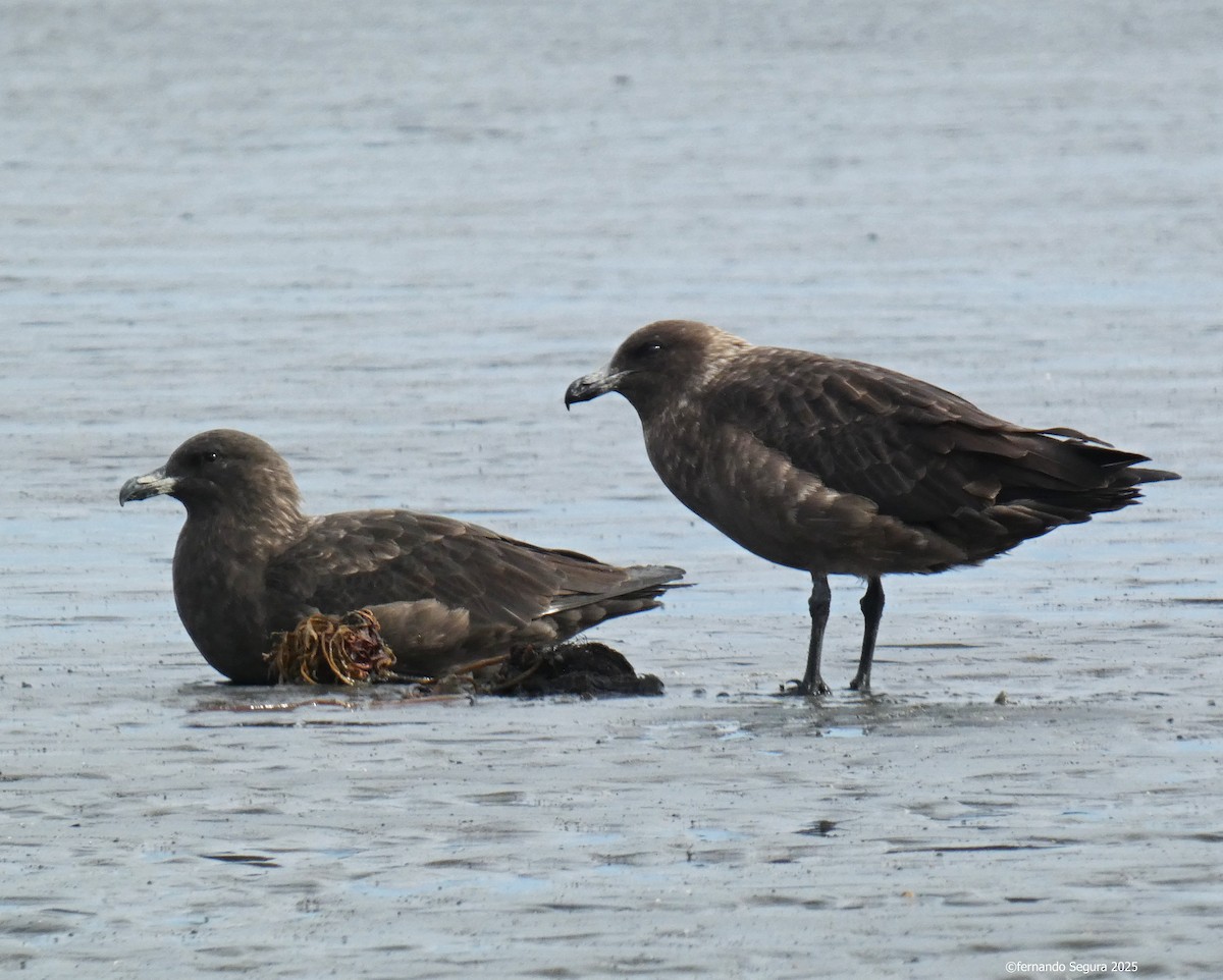 Brown Skua - ML631407510