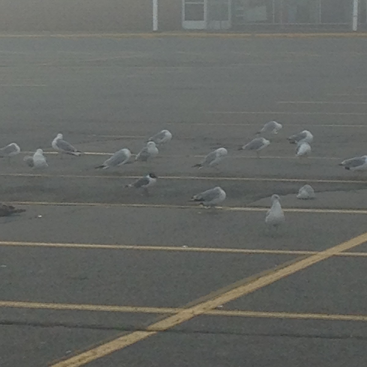 Franklin's Gull - ML63140771