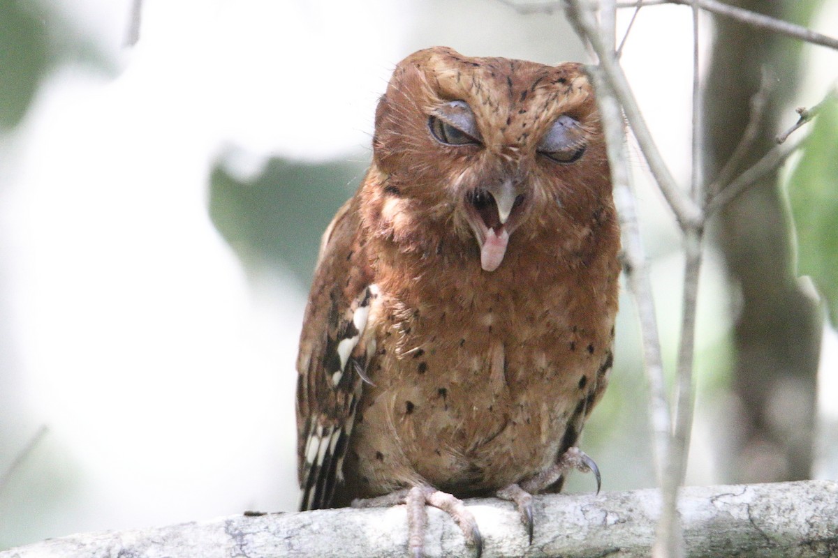 Sokoke Scops-Owl - ML631407911