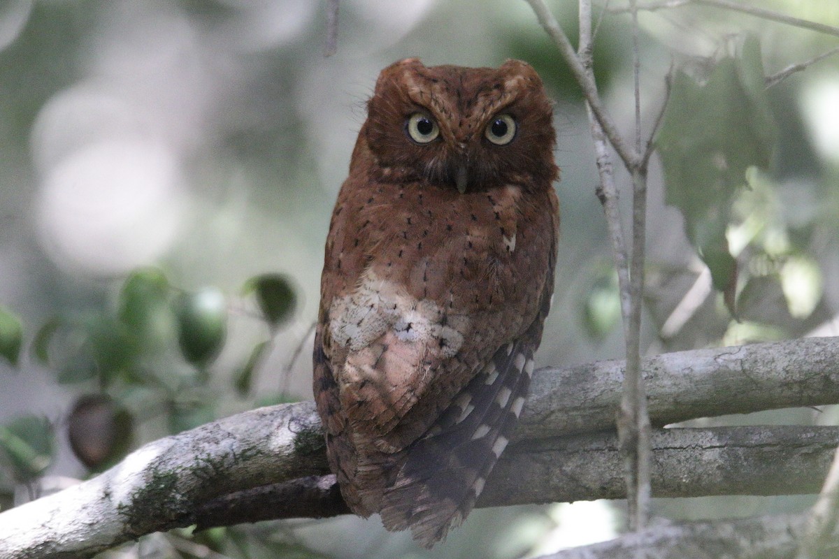 Sokoke Scops-Owl - ML631407912