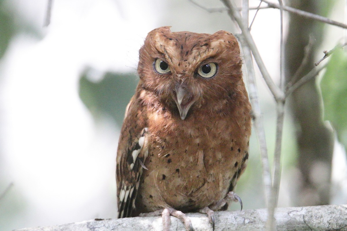 Sokoke Scops-Owl - ML631407913