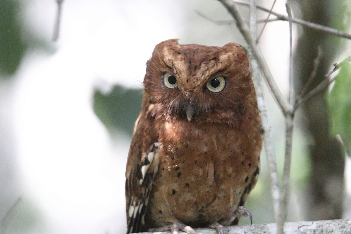 Sokoke Scops-Owl - ML631407914