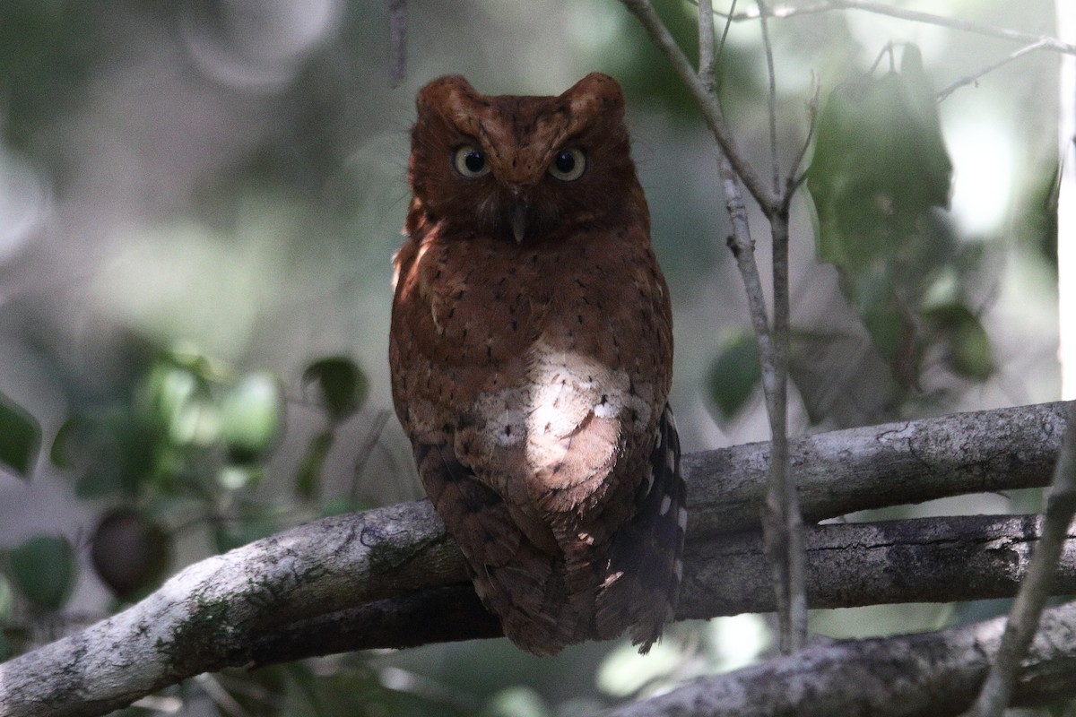 Sokoke Scops-Owl - ML631407915