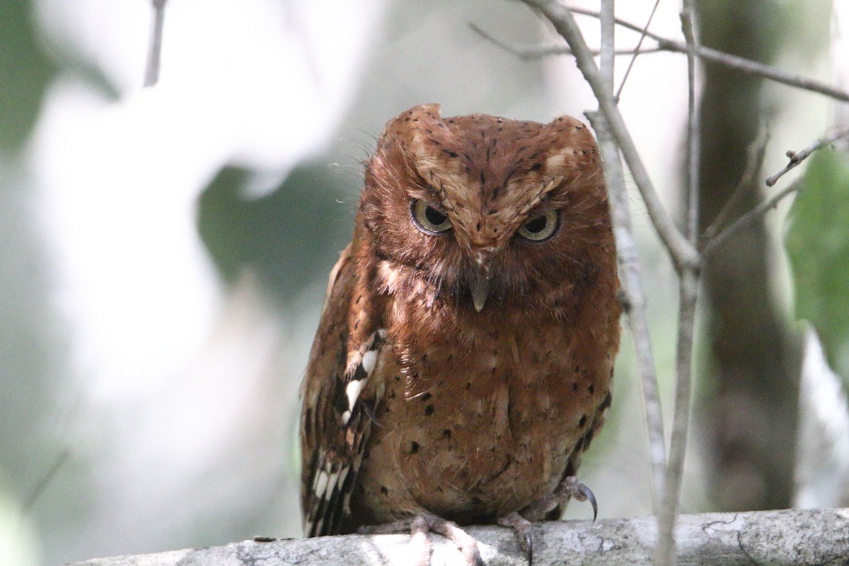 Sokoke Scops-Owl - ML631407916