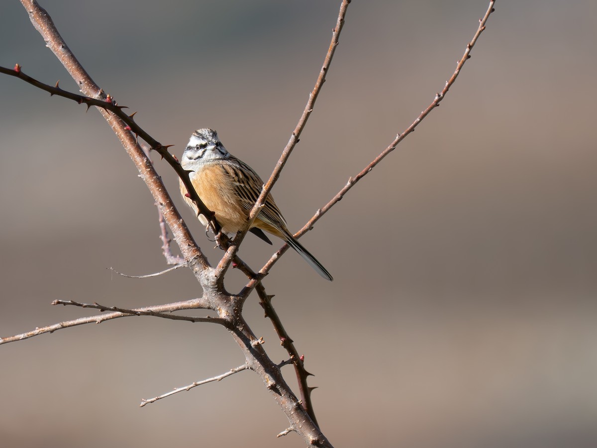 Rock Bunting - ML631408221