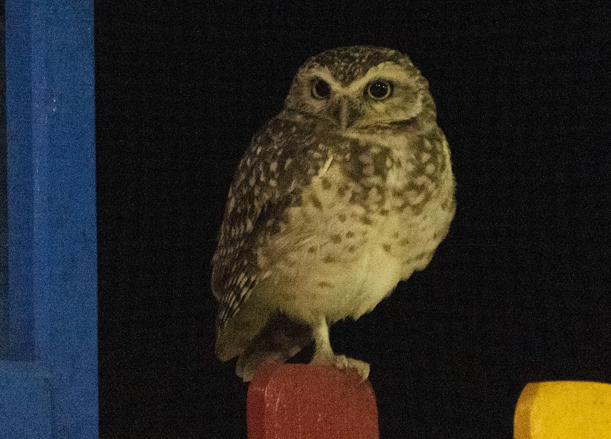 Burrowing Owl (grallaria) - ML631408222