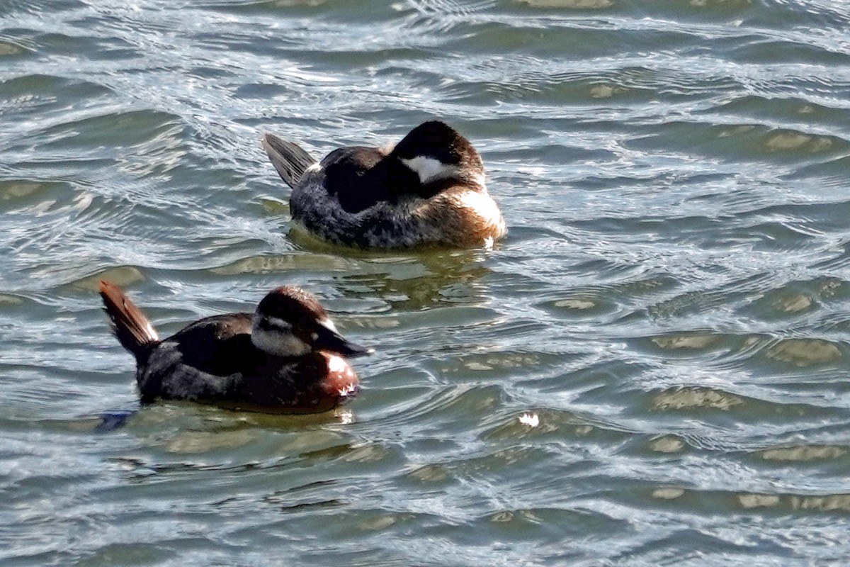 Ruddy Duck - ML631408351