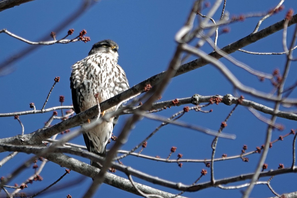 Merlin - ML631408358