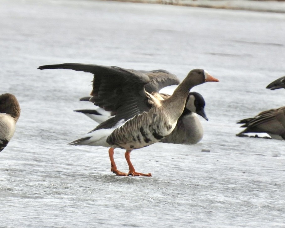 Greater White-fronted Goose - ML631408422