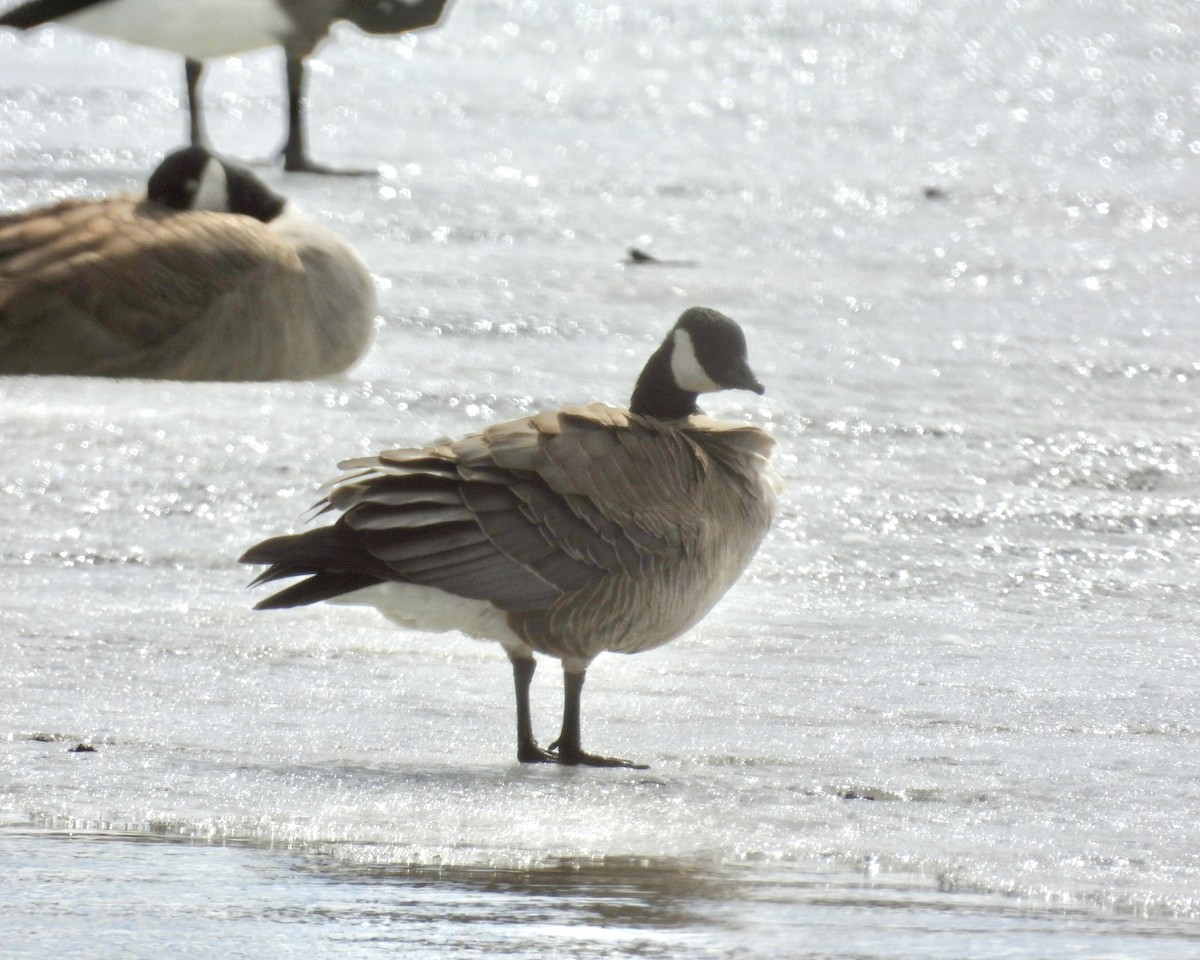 Cackling Goose - ML631408433