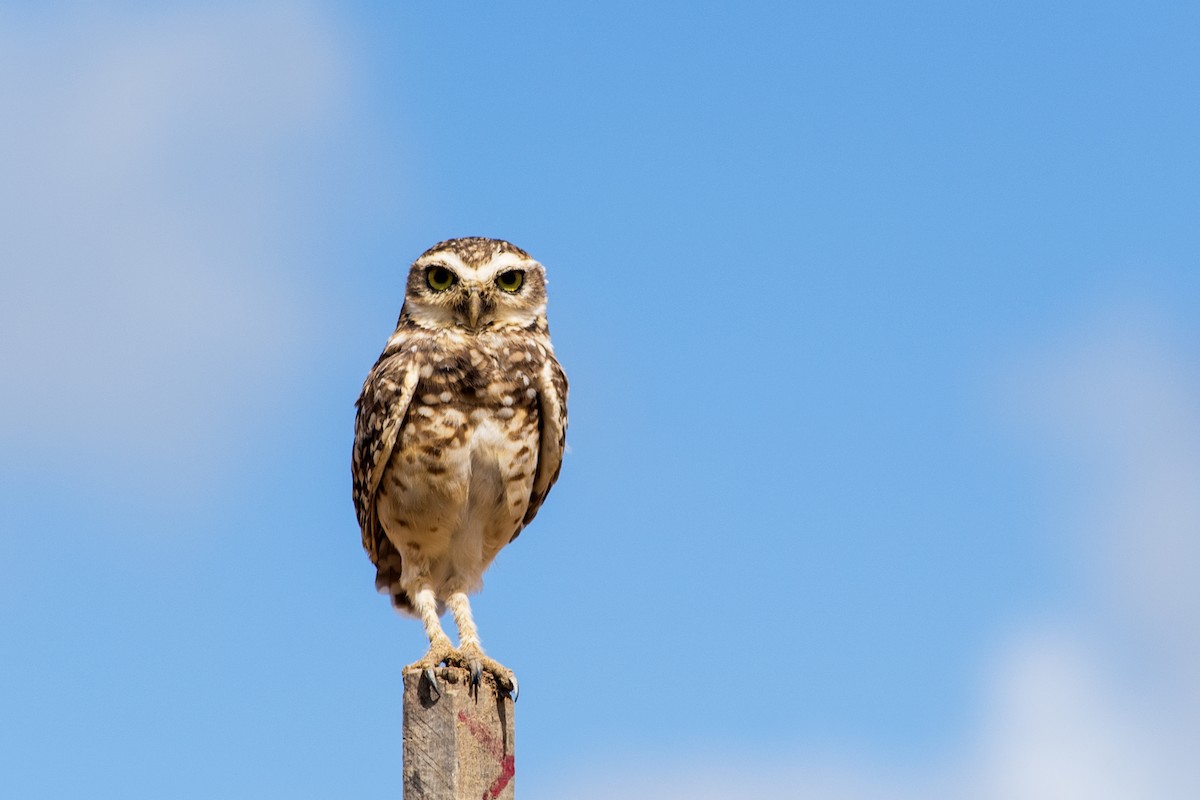 Burrowing Owl (grallaria) - ML631408721