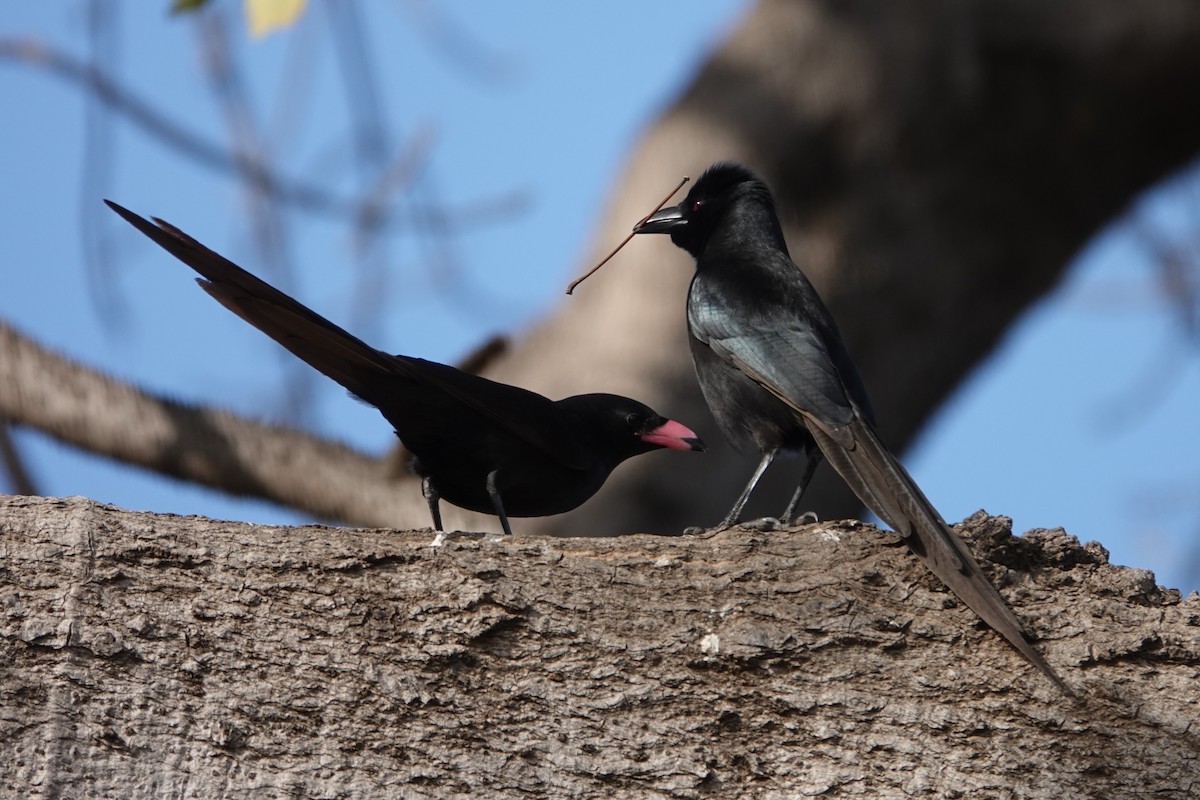 Piapiac - ML631408856